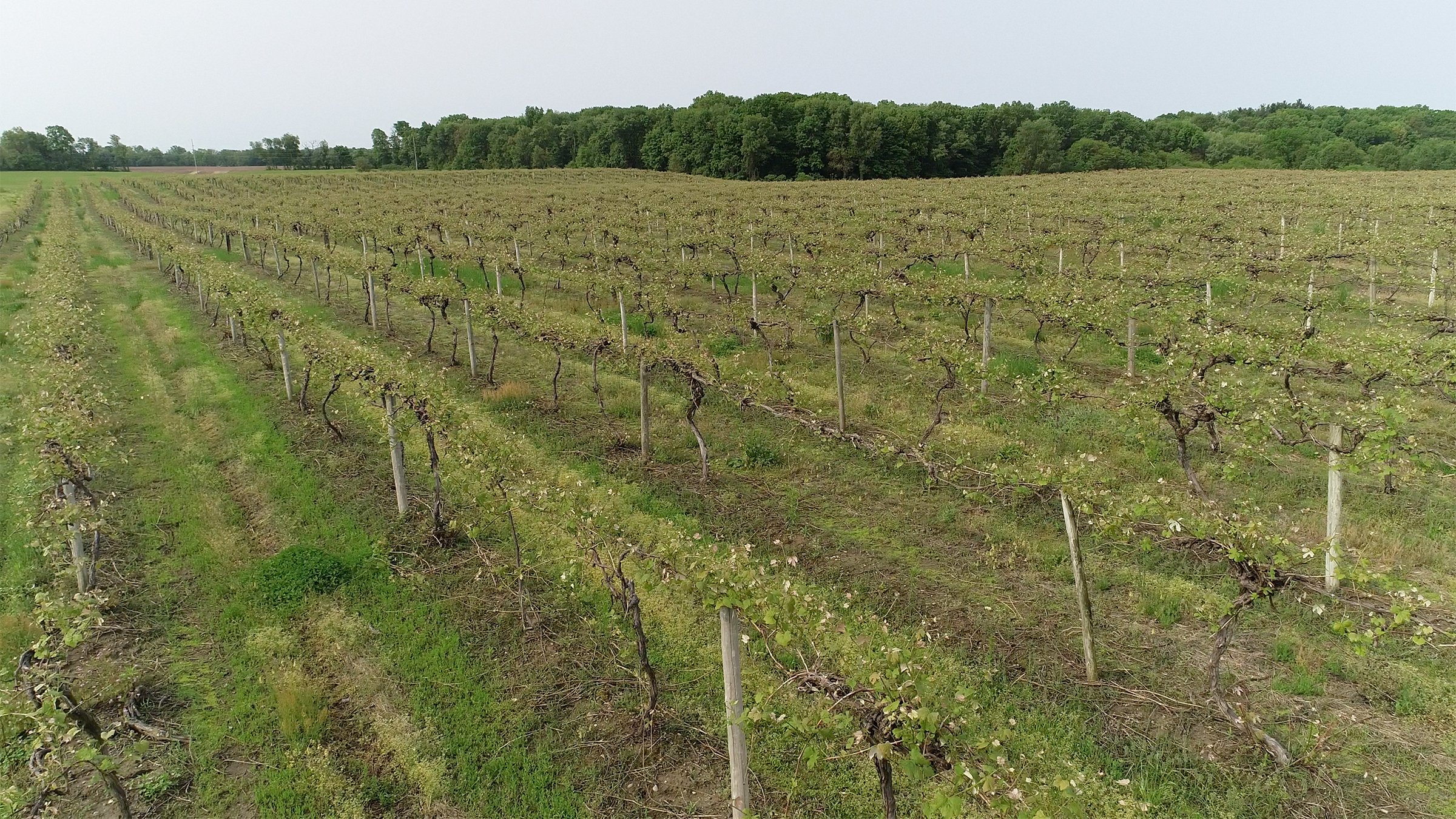 Van Buren County, Michigan farmland - LAND AUCTION - 194+/- ACRES OFFERED IN 5 TRACTS IN VAN BUREN COUNTY, MICHIGAN